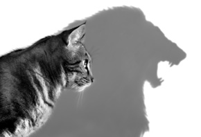 ���, �����, ���, ����