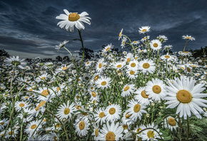 ����, ����, �����, �������