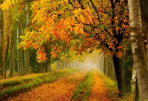 path, leaves, forest, tree, colors