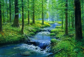 forest, stone, tree, water