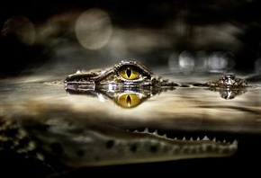 ��������, ������, ����