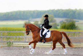 equestrian, horse, rider, girl