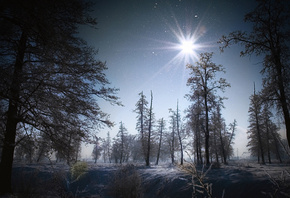 winter, trees, snow, night, star