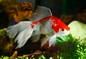 �����, ��������, ��������