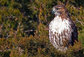 ������, �����, Red-tailed, hawk, ��������