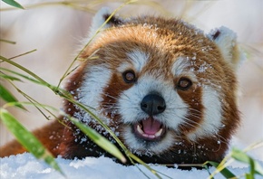 �����, ����� �����, �����, ������, ��������