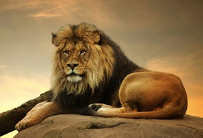 male lion, wild, resting