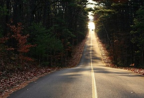 road, car, forest, tree