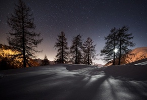 winter, snow, tree, forest