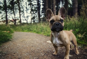 french, bulldog, path, forest