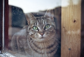 ���, ����, ����, ������