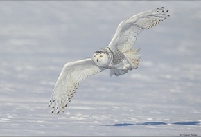 , , , , snowy, owl, , 