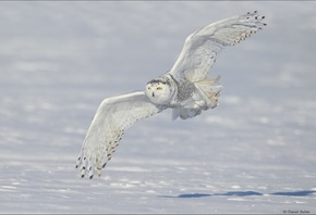 �����, �����, ������, ����, snowy, owl, ��������, ����