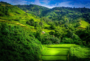 hills, trees, forest, green, natural