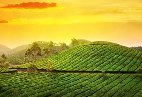 tea, green, hills, tree