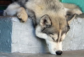 ������, ���, �����, ����, �������