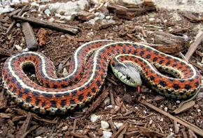 ����, ��������