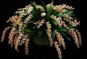 , Dendrochilum, cootesii, 