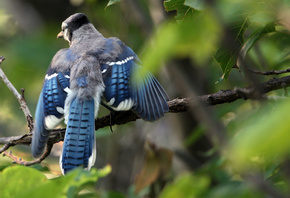 �����, ������� �����, �����