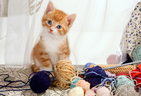 ��������, �����