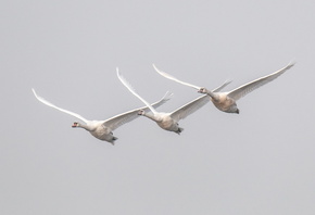 ��������, �����, ������