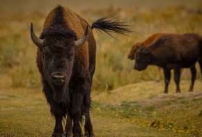 ��������, �����