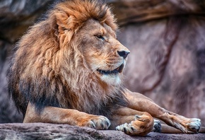 LION, ���, ������