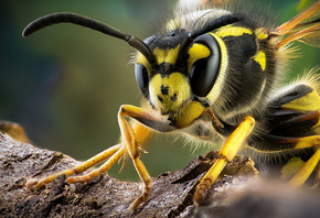 ���, ���������, �����