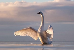 ����� ������, �����, ����, by scifilicious