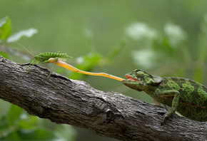 ����, �������, ��������, �����