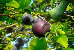 �����, �����, ������, �����