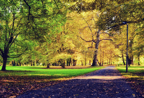 leaves, tree, park, grass