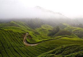 fog, hills, mountains, grass
