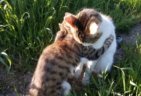 ���, �����, �������, ������