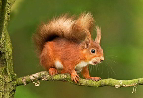 �����, ������, �����, ���, ���