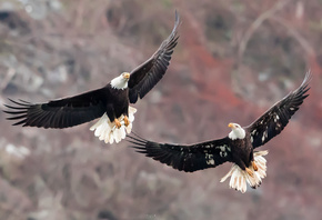 Bald Eagles, , , 