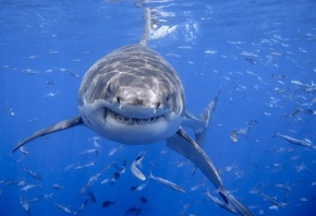 белая акула, акула, рыба, фото, под водой, хищник, экстрим