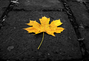 ����, �����, ������ ���