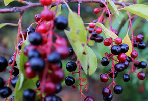 ���, ��������