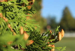 �������, ��������