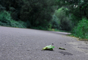 �������, ��������