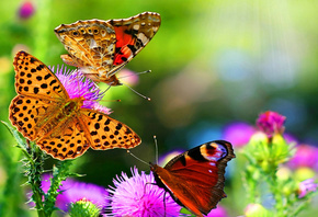 butterfly, , , , , , 