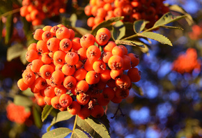 ������, �����, ������, ���, �����