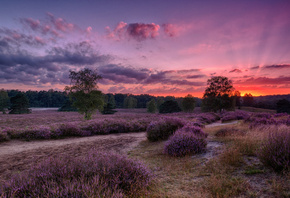 ������, ����, �������, Heide, �������