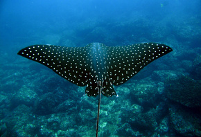 ����, ��� �����, ����