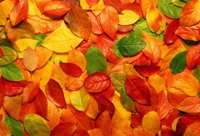 ������, �����, ��������