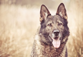 German shepherd puppy, dog, cute