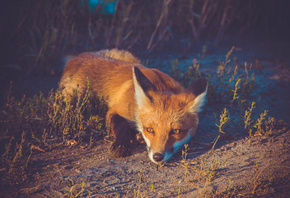 #����, #�����