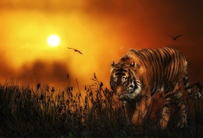 tiger, sunset, sky, wild