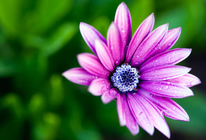 цветок, макро фото, фиолет